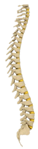spine doctor in dallas, texas
